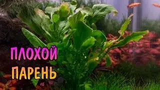 РОРИППА АКВАТИКА ( Rorippa aquatica )