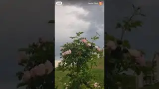 Colorful flowers with sunlight coats standing proudly on the branches💐五颜六色的花儿们裹挟着阳光，傲立在枝头💐