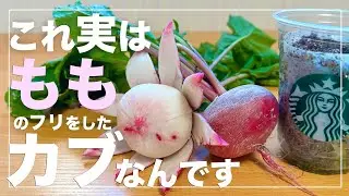 【もはやフルーツ】もものすけをスタバカップで水耕栽培する方法｜丸くて大きなサラダカブが省スペースでもたくさん採れます！