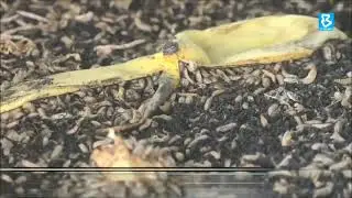 KASA to use Black Soldier Fly larvae in sustainable waste treatment