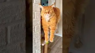 👍#мейнкун #подпишись #cat #like #funnycats #рекомендации #chat #прикольныекоты