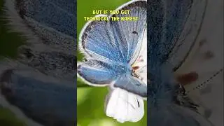 The Rarest Natural Color on Earth