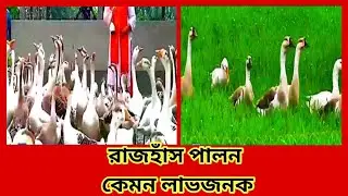 শীতে রাজহাঁস পালন কেমন লাভজনক #Titir_murgi #তিথির_মুরগি #01834032954