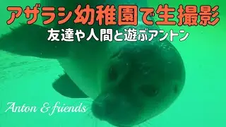 アントンと友達とニンゲンとAnton&friends #アザラシ #アザラシ幼稚園 #seal 