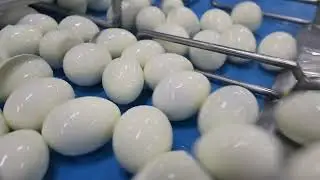 Automation in Action: Penko x Pap Eggs 🥚