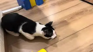 His toothbrush became a toy for him 