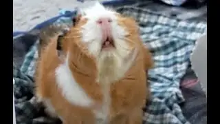 Rusty the Guinea pig looks up every time you scratch her head