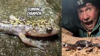 Tons of Salamander hunting on a Granite Cliff | Field Herping West Virginia