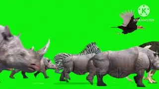 Animals stampede green screen free to use!￼ #incredible animals #shorts ￼