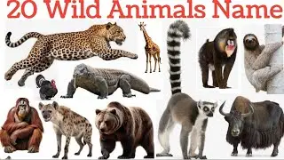 20 Wild Animals Name | Learn the names of wild animals. Learning wild animals name in English and...