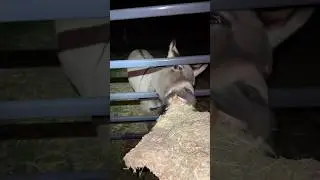 Always say goodnight to the donkey 🙂