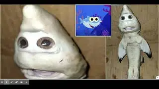 Mutated Baby Shark Found Off The Coast of Indonesia