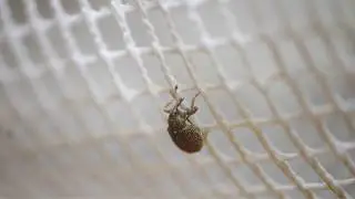 Gymnetron rotundicolle
