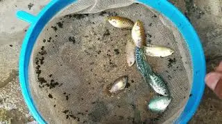 LOS PECES M&Aacute;S RESISTENTES Y MAS R&Aacute;PIDO LOS GURAMIS