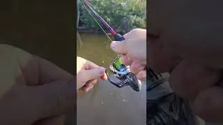 River Walkin and Whopper Ploppin at the Milwaukee River #fishing #fish