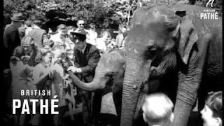 Whipsnade Comes Of Age (1952)