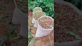 quanto ganha um panhador de caf&eacute; #colheita #cafe