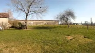 Rattitude training