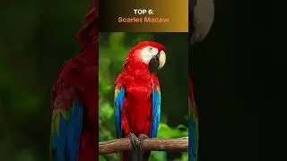 Top 10 Most Colorful Animals