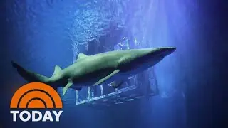Swimming with sharks: Go inside the Georgia Aquarium