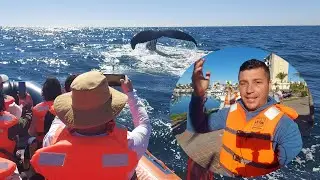 BALLENAS EN MAZATLAN la temporada con mas avistamientos de Ballenas Jorobadas en la Costa