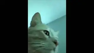 cat vibing 10 hours