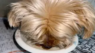 久々のお肉にテンションが上がるヨーキー