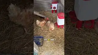 Was wenn ein Huhn trauert?😢🐓 #landwirtschaft #h&uuml;hner #h&uuml;hnerhaltung #trauer #gutzuwissen #hahn