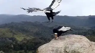 El Majestuoso Condor de los Andes. Amazing bird couple!!