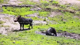 Warthog Caught on Camera at Lion Park | African Wildlife Safari