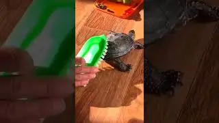 turtle dance