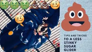 TIPS AND TRICKS FOR KEEPING SUGAR GLIDER SMELL DOWN
