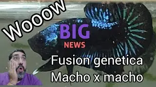 How to Create a SUPER Betta Fish✅ #short #fish #genetics #bettafish #aquarium