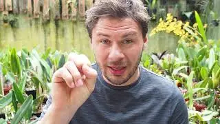 Teil 2 - Das grosse Orchideen Frage & Antwort Video