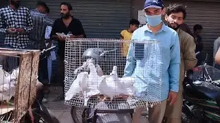 Low Flyers Patti Wale Kabutar in Sunday Saddar Pigeons Market Karachi Latest Update 1-10-2023