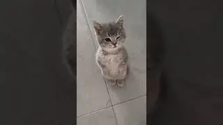 Cat's Morning Routine Is Hilarious 😭