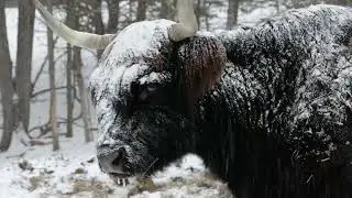 Black Beauty, Claymore, Laird Eating at Snowy Hay Bale | McCallie Highland Coos