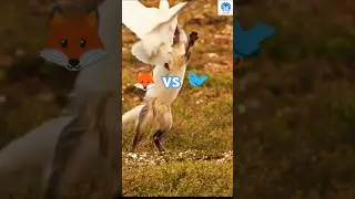 How Fox hunts Bird 😲😲 | 🌟🌟 Animals action moment 0139 🌟🌟 #fox #animals #birds