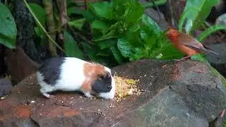 [No Ad Interruptions] Cat TV for Cats to Watch 😺🐦 Perfect Birds and Squirrels 🐿 Cat Games 4K HDR