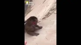 Baby monkey struggling for life |  Pets and wildlife | #Shorts #petstiktok #wildlife