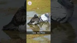 Canon M50 Mark ii with 70-300 IS USM Lens 