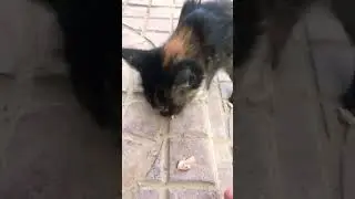 Кошка ест еду моей рукой