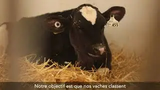 MAPLEBROUGH • Master Breeder - 2019 - Maître-Éleveur