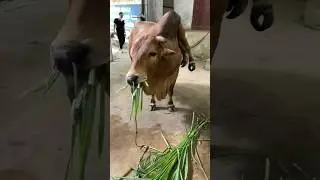 The COW with 6 LEGS #animals #mutation #mystery #anomaly #vietnam #fantasy #2024