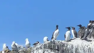 The Farne Islands, Northumberland.