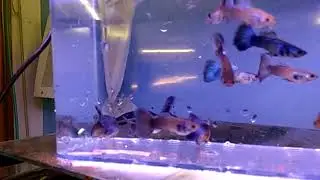 Young show guppies headed for IFGA shows this year