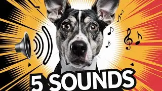 5 Sounds That Drive Dogs Crazy!