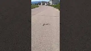 Sumo Golf Course 2&rsquo; Rattlesnake!!