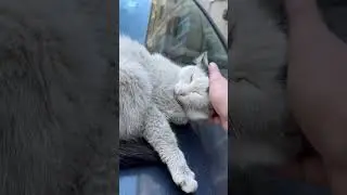 Beauty Sleep of Stray Cat #cat #meow #straycat #cute