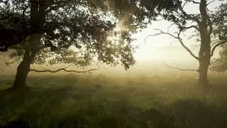 Relaxing Music for Sleep - Beautiful Music, Background Music, Sleep Music